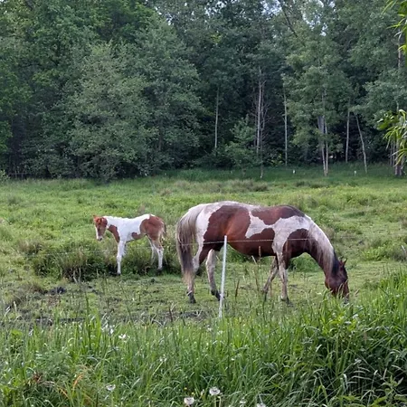 Malinowka Pod Sniezka Kowary
